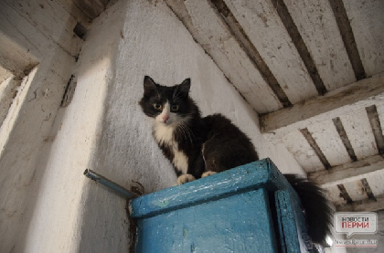 В Перми могут закрыть приют для кошек «Матроскин»
