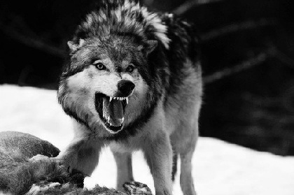 В Чердыни волки разорвали собаку