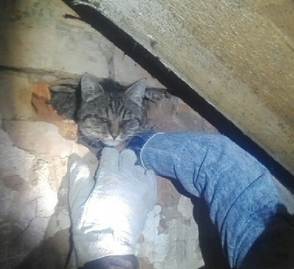 В Кунгуре из вентиляционной трубы спасли кота 