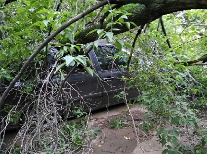 В Перми во дворе многоквартирного дома рухнуло дерево и повредило автомобиль