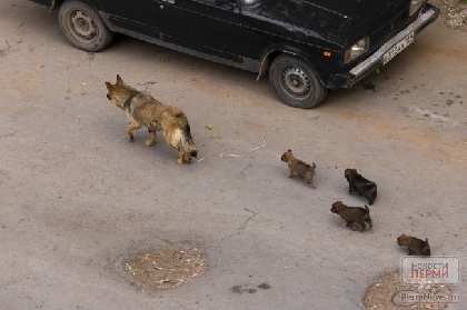 В Лысьве живодеры съели трех собак 