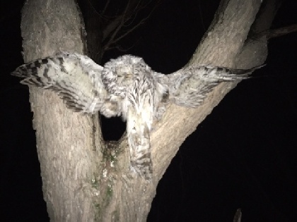 В Добрянке на дереве распяли сову