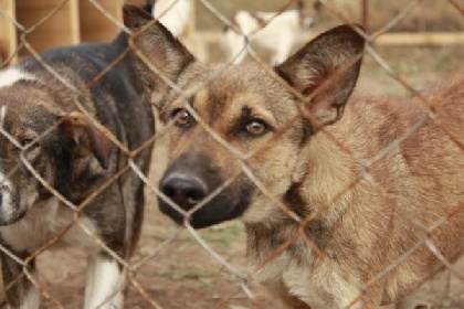 В Перми хотят построить пункты передержки бездомных собак