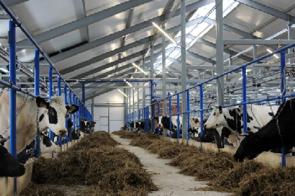 Энергетики обеспечили выдачу мощности для новой молочно-товарной фермы в Кунгурском районе
