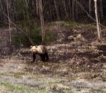 В окрестностях дачных поселков Губахи появилась медведица с медвежатами