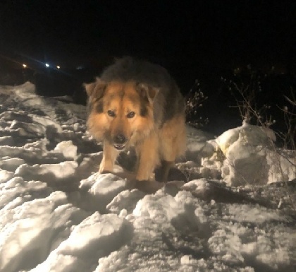 В Соликамске нашли пса, которого хозяин протащил по дороге