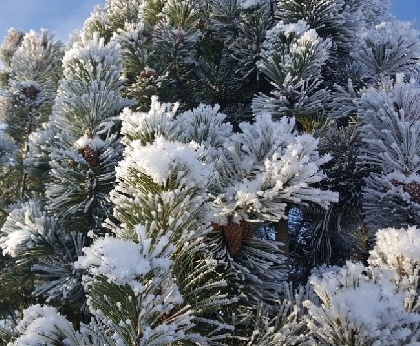 Потепление и снегопад: прогноз погоды на неделю в Прикамье