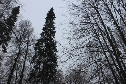В Пермский край придут умеренный снег и короткое похолодание