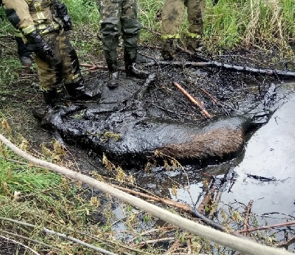 В Осинском районе из нефтяной лужи спасли лося 