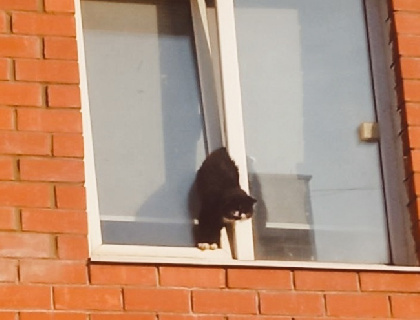 В Перми спасли кота, застрявшего в окне