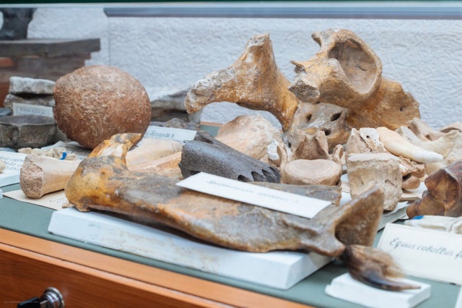 Музей палеонтологии и исторической геологии 2.jpg